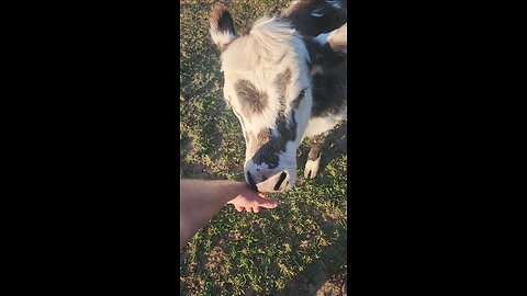 Little Miss Cookies and Cream being sweet.