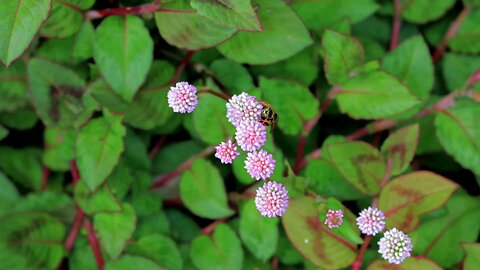 "Persicaria capitata: The Pink Knotweed's Hidden Beauty"