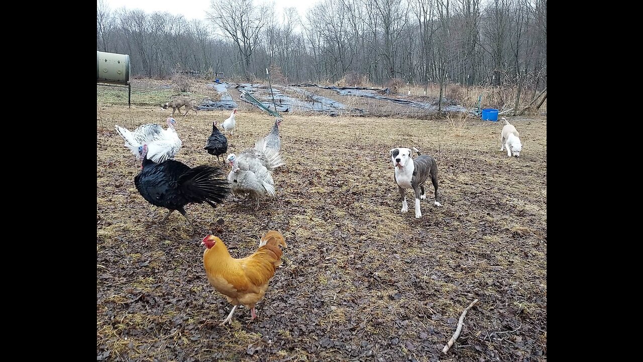 YOUNG ALAPAHA'S AROUND TURKEYS & CHICKENS