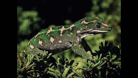 5 Fun Facts About The Jewelled Gecko