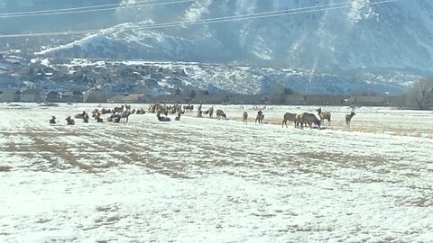 I've never seen Elk come down this far before