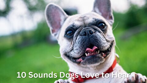 10 Sounds Dogs Love to Hear the Most