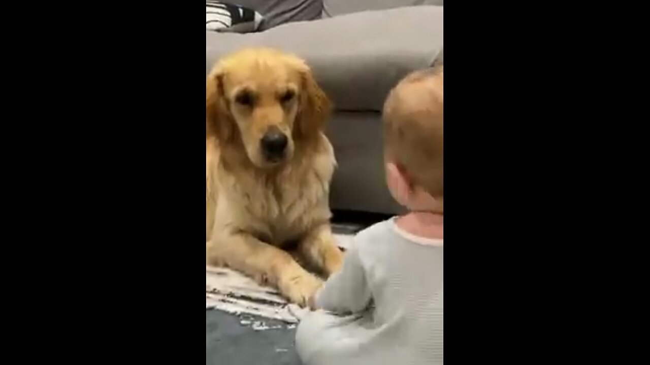 Title:The Golden Retriever pup makes baby cry