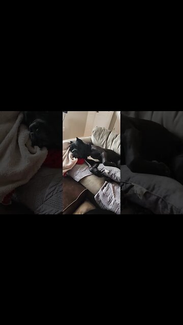 I Found My Dog Like THIS! #shorts #funny #dog #funnydogs