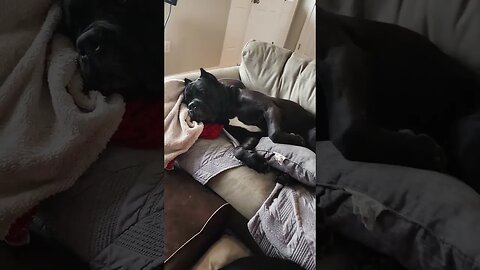 I Found My Dog Like THIS! #shorts #funny #dog #funnydogs