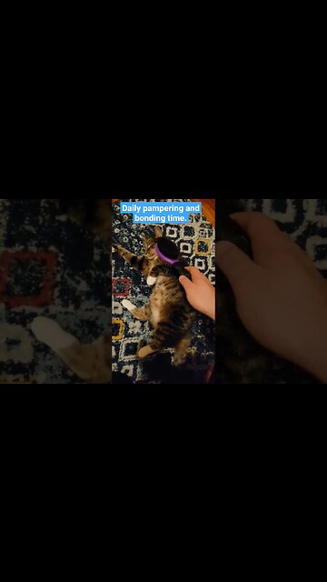 I love my cat!!! Do you brush your pet? if so, how often? #Cat #Brush #pets #bonding