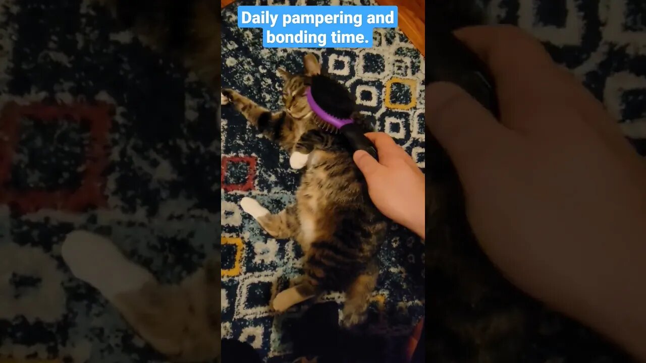 I love my cat!!! Do you brush your pet? if so, how often? #Cat #Brush #pets #bonding