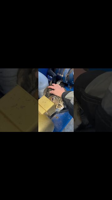 It looks like I found my cat friend cat loves to be petted ￼￼#catlover #cat