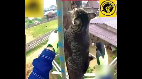 Rescuing a Cat From the Top of a Telephone Pole #cats Like 👍 and Subscribe