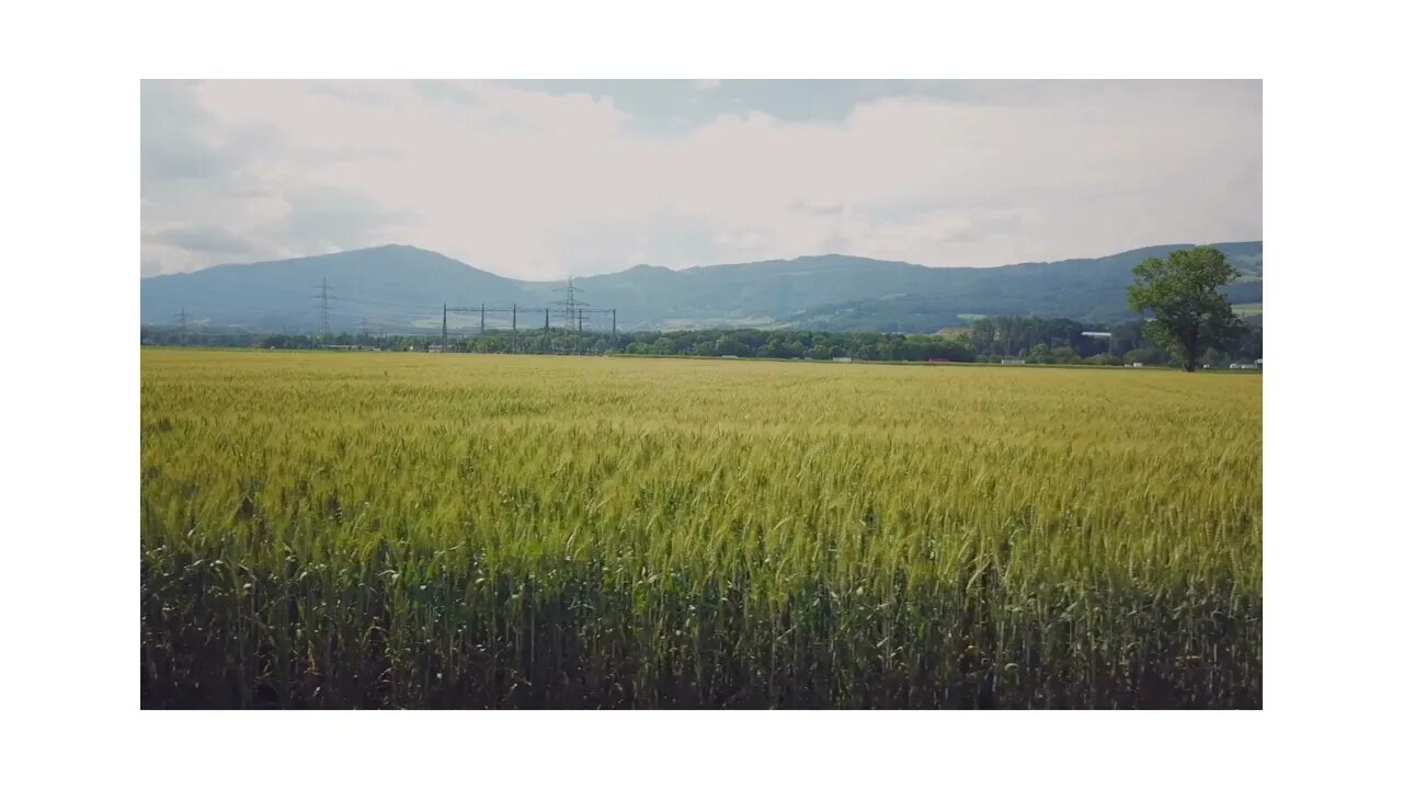 Campo Milharal Drone agricultura