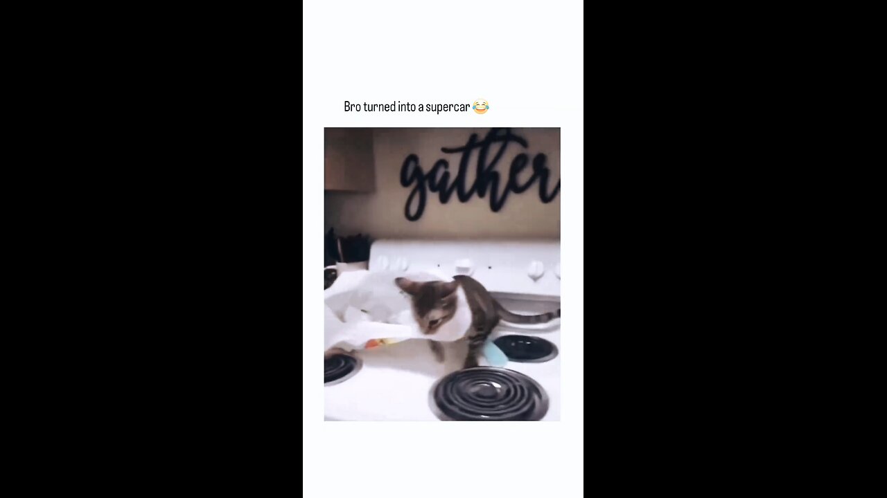 Funny cat become a supra