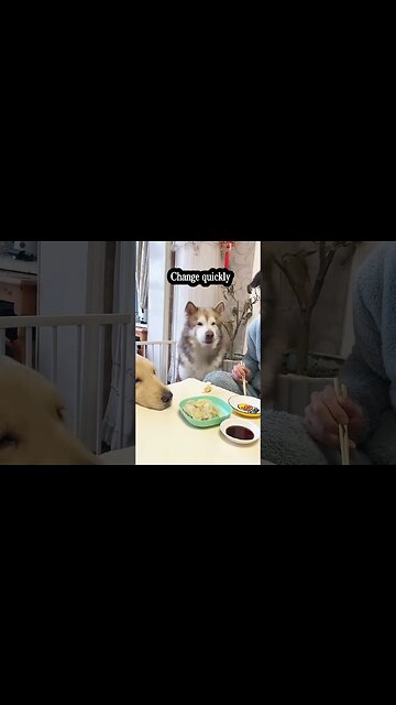 Sweet voice 🐶 ! #dog