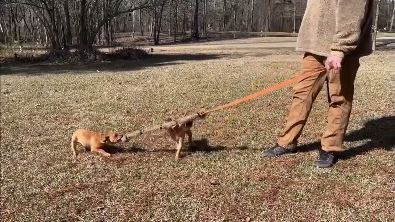 Frankie-Bomp x Rosebud pups at 8 wks