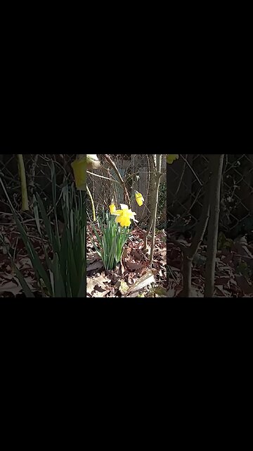 daffodils