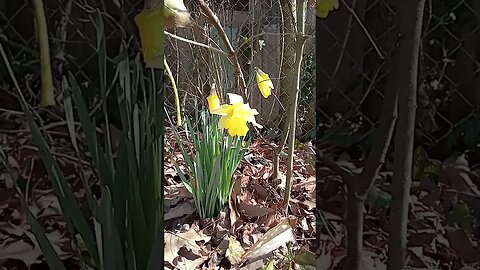 daffodils