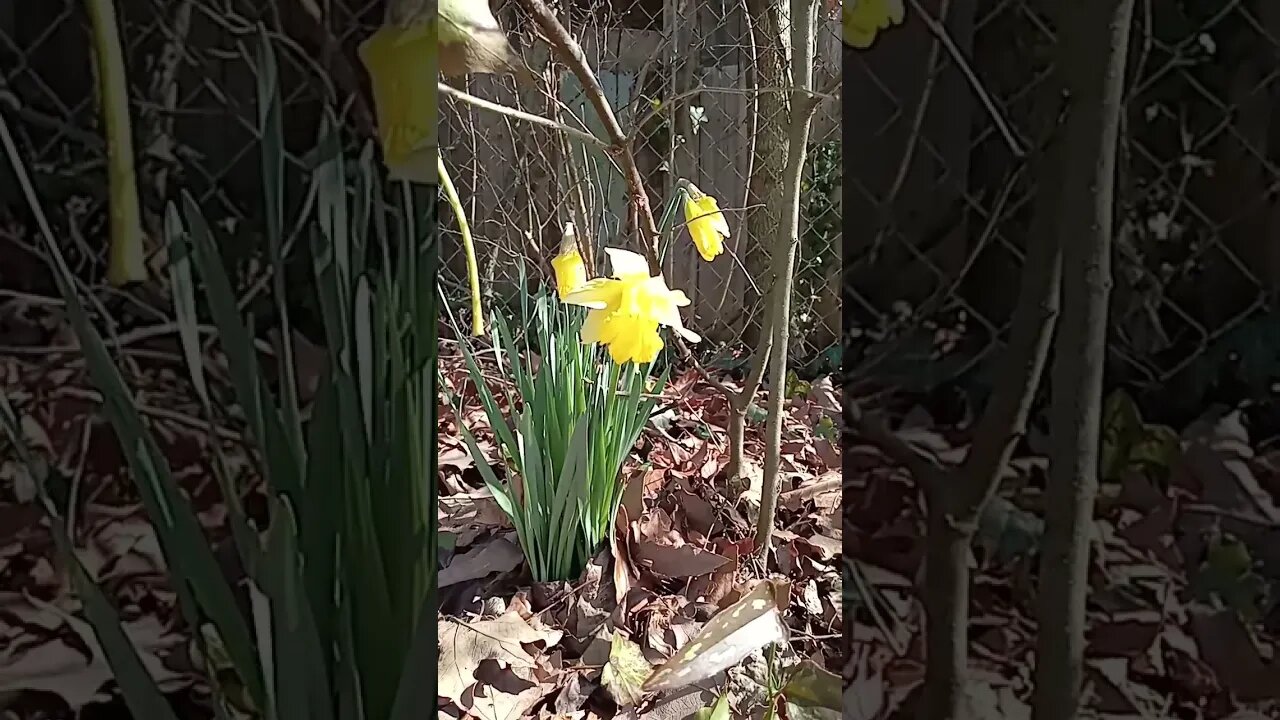 daffodils