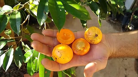 Cambucá produzindo em vaso degustação e valores das mudas a venda em Niterói RJ Brasil 🇧🇷