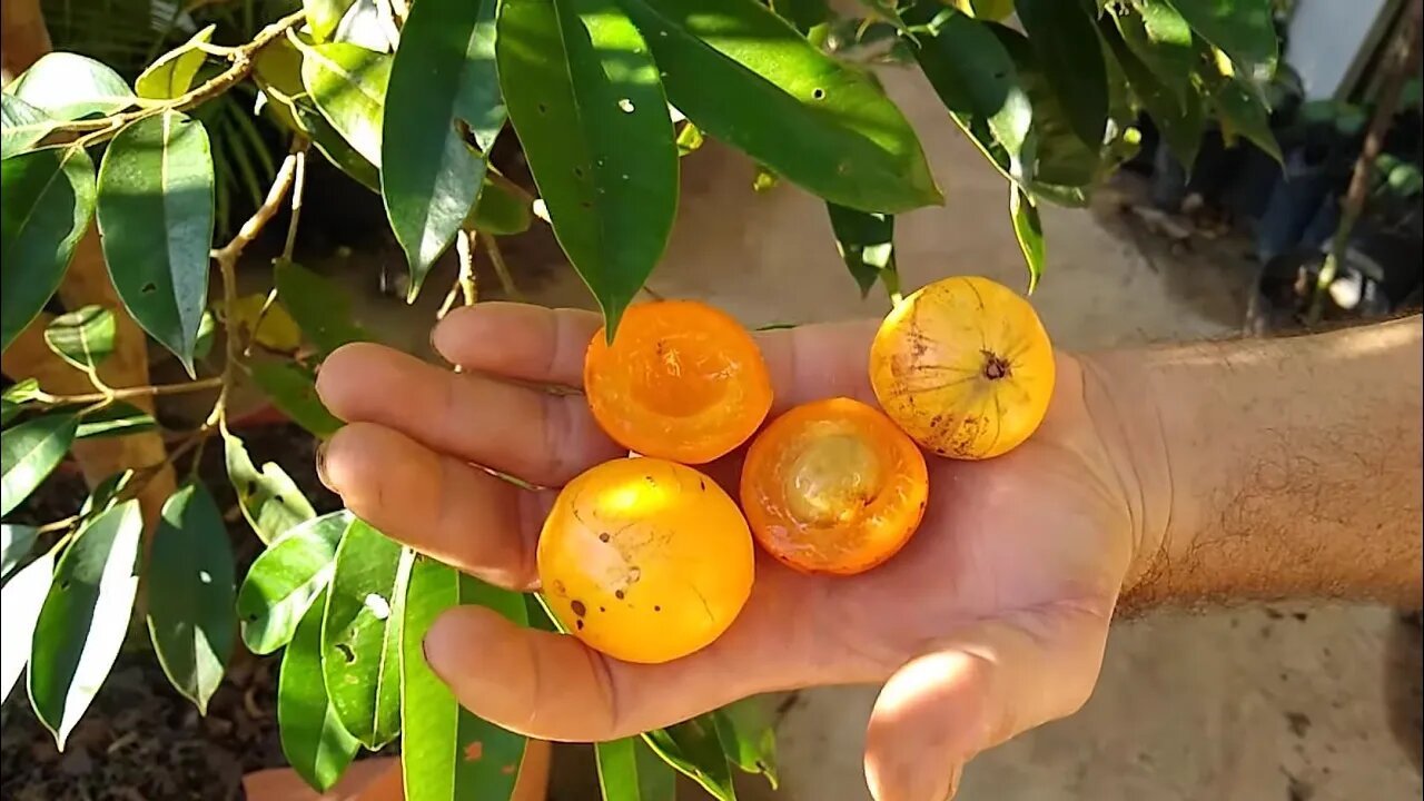 Cambucá produzindo em vaso degustação e valores das mudas a venda em Niterói RJ Brasil 🇧🇷