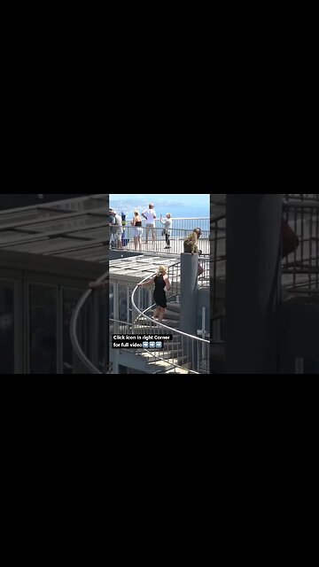 Monkey Tips Gibraltar #shorts