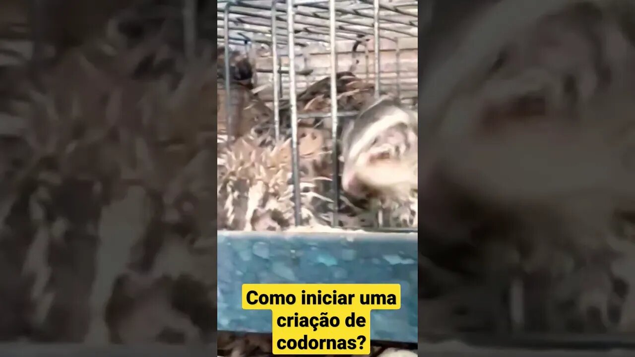 COMO COMEÇAR UMA CRIAÇÃO DE CODORNAS