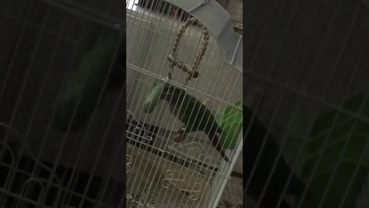 Birdie breaking out of his cage!