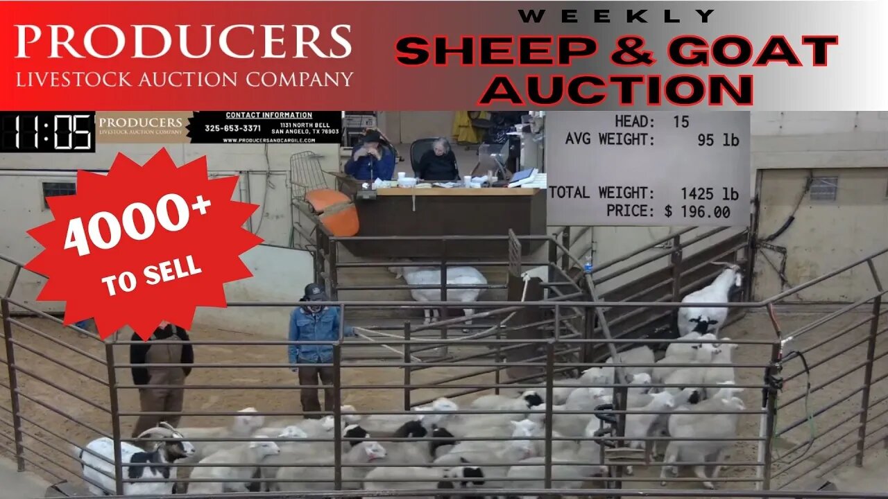 2/7/2023 - Producers Livestock Auction Company Sheep & Goat Auction