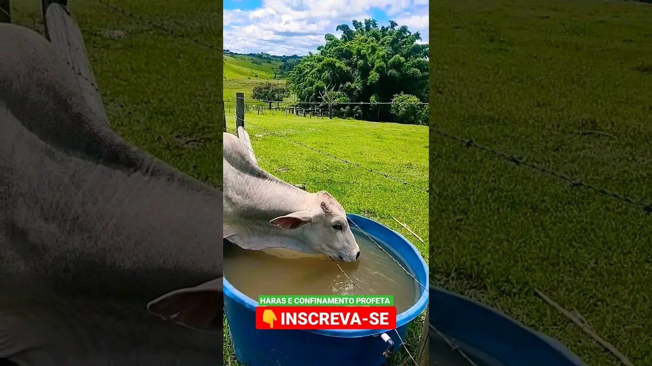 Bebendo Água #shorts #animals #bicho #roça #fazenda #sitio #agro #cow #confinamento #bill #interior