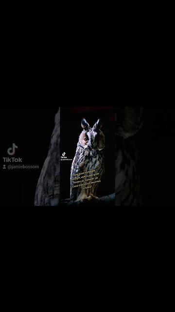 Owls Eyesight is awesome!