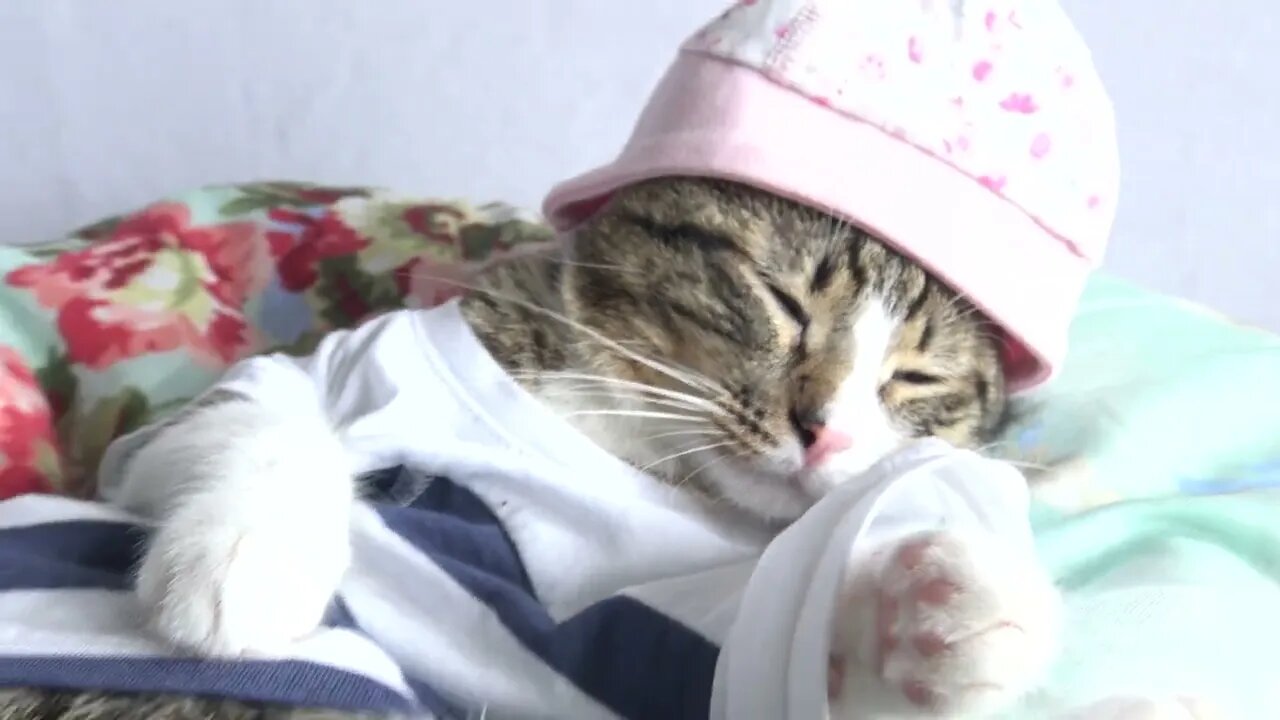 Cute Sleepy Baby Cat