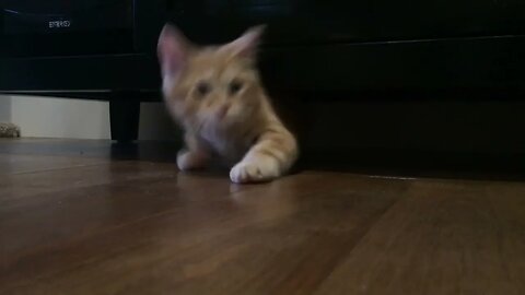 Kitten Gingy’s first weeks at his forever home (2014)