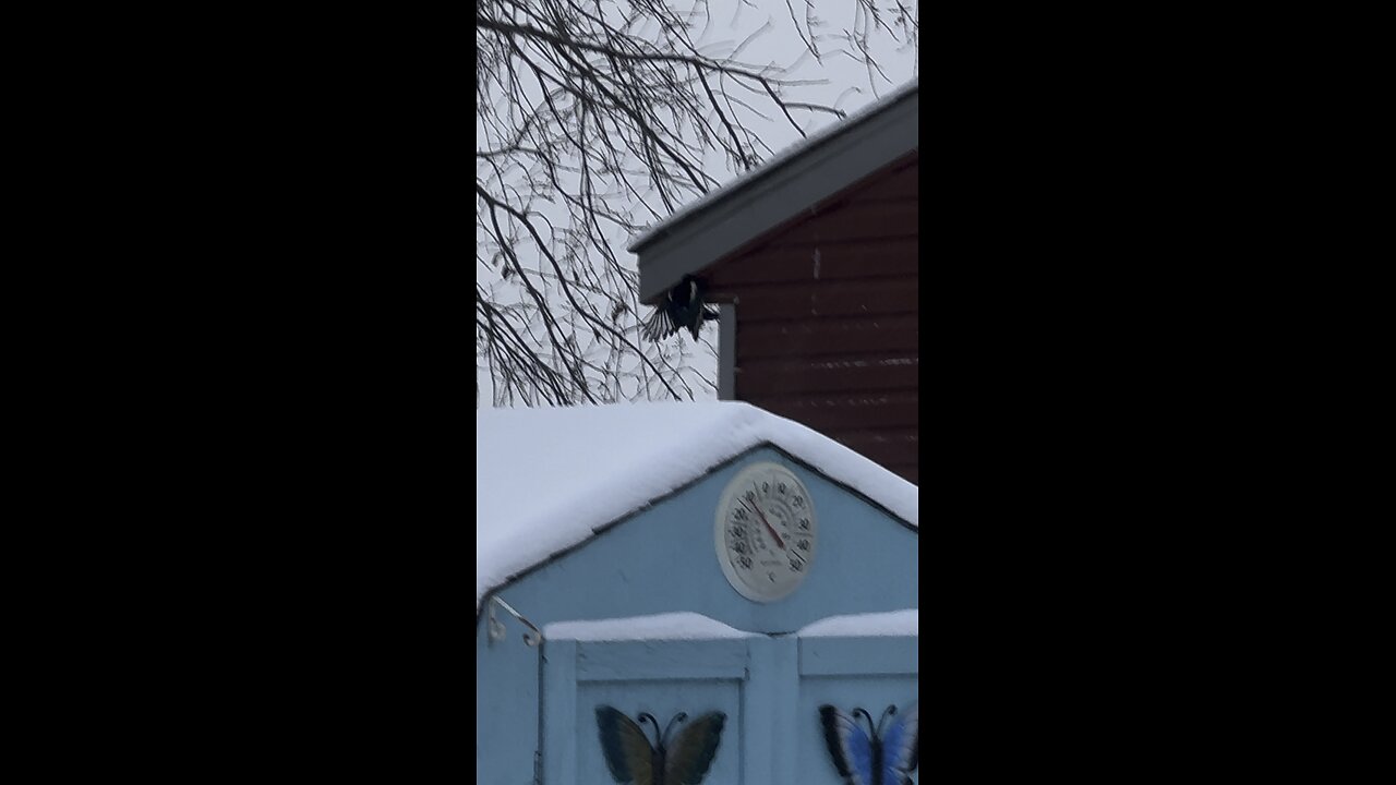 What does my friend magpie doing?