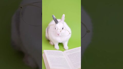 Cute Bunny Rabbit Reading