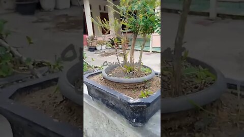 Bonsai Lafadz ALLAH