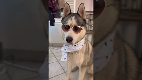 🖤_🖤 My dog is cooler than yours #cutedogs #husky #dogs #pets #funnydogs #funnyhuskyvideo