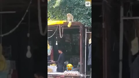 When your mom hides chocolate from you #spoty #bbcbreakfast #lorraine #prince #nationallottery #bbcq