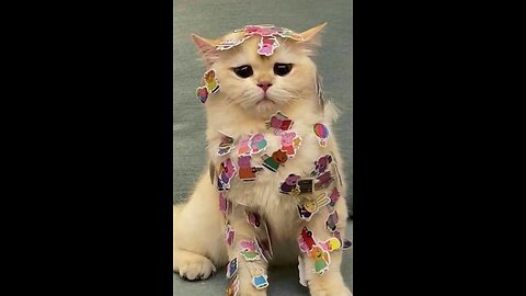 Смішні відео з тваринками😹😹😹
