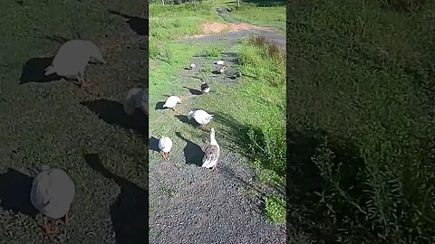 Geese and guinea fowl
