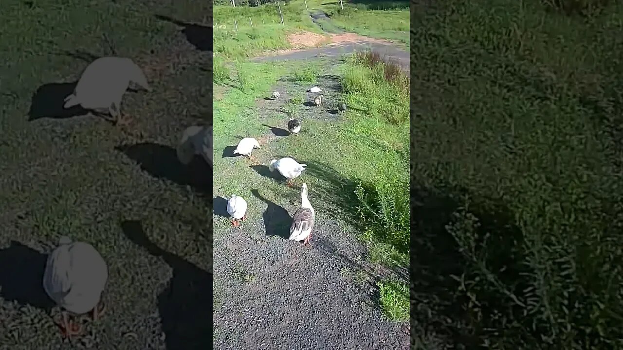Geese and guinea fowl