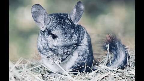 5 Fun Facts About The Chinchilla