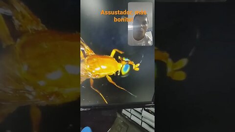 Besouro eletrônico