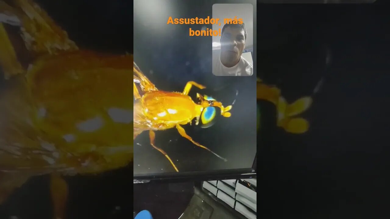 Besouro eletrônico