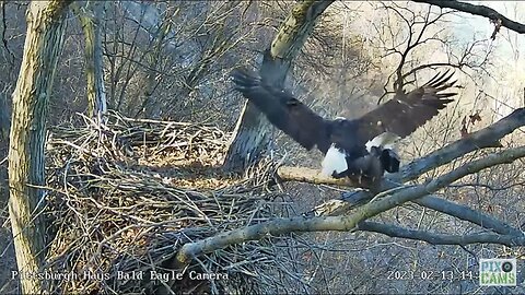 Hays Eagles Mate on a Branch Beaks Form a Heart 2023 02 13 14:23