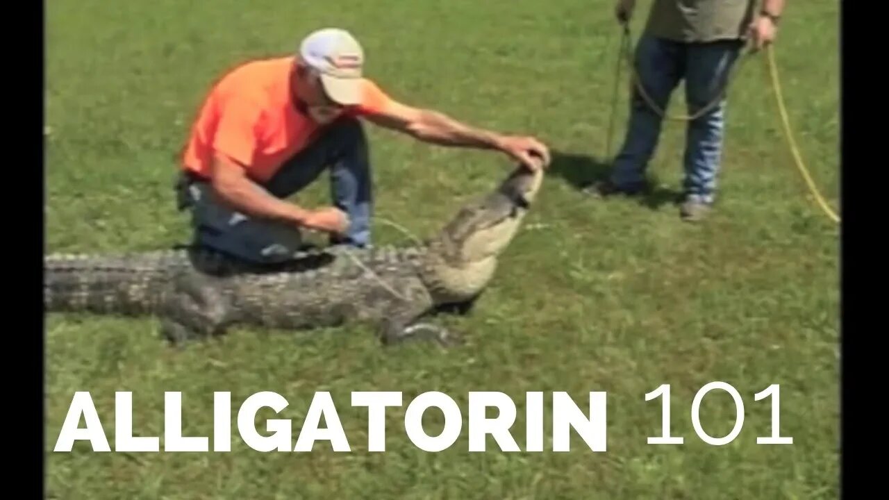 Alligatorin 101 How to Catch Alligators!