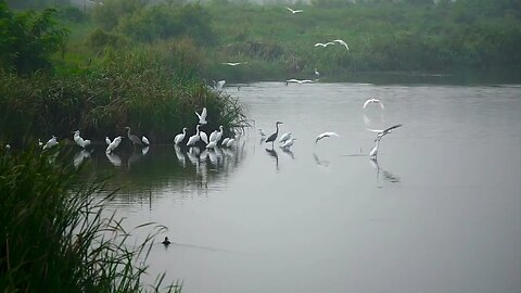 Flock of Birds in the River