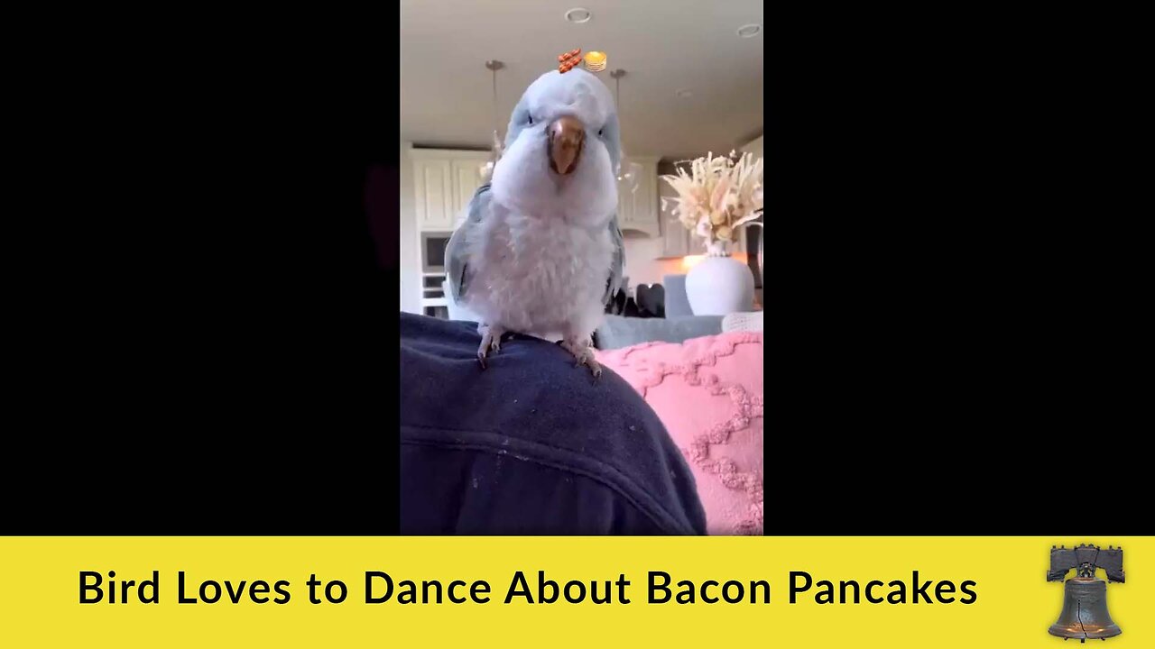 Bird Loves to Dance About Bacon Pancakes