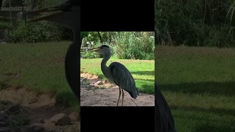 Bird sanctuary in sharjah #dubai #trending #latest #viral #foryou #birds #birdwatching #sharjah