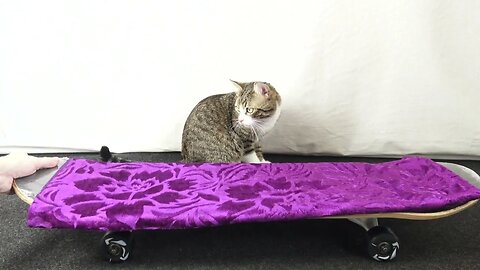 Curious Cat Studies the Skateboard Mechanism