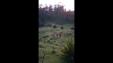 chillin w some horses