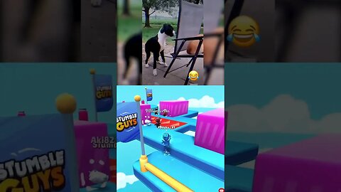 cachorro vs gato #stumbleguys #shorts
