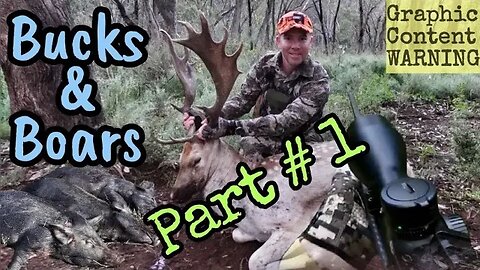 Bucks & Boars - Part 1 - Fallow Deer Rut Hunting Adventures 2021